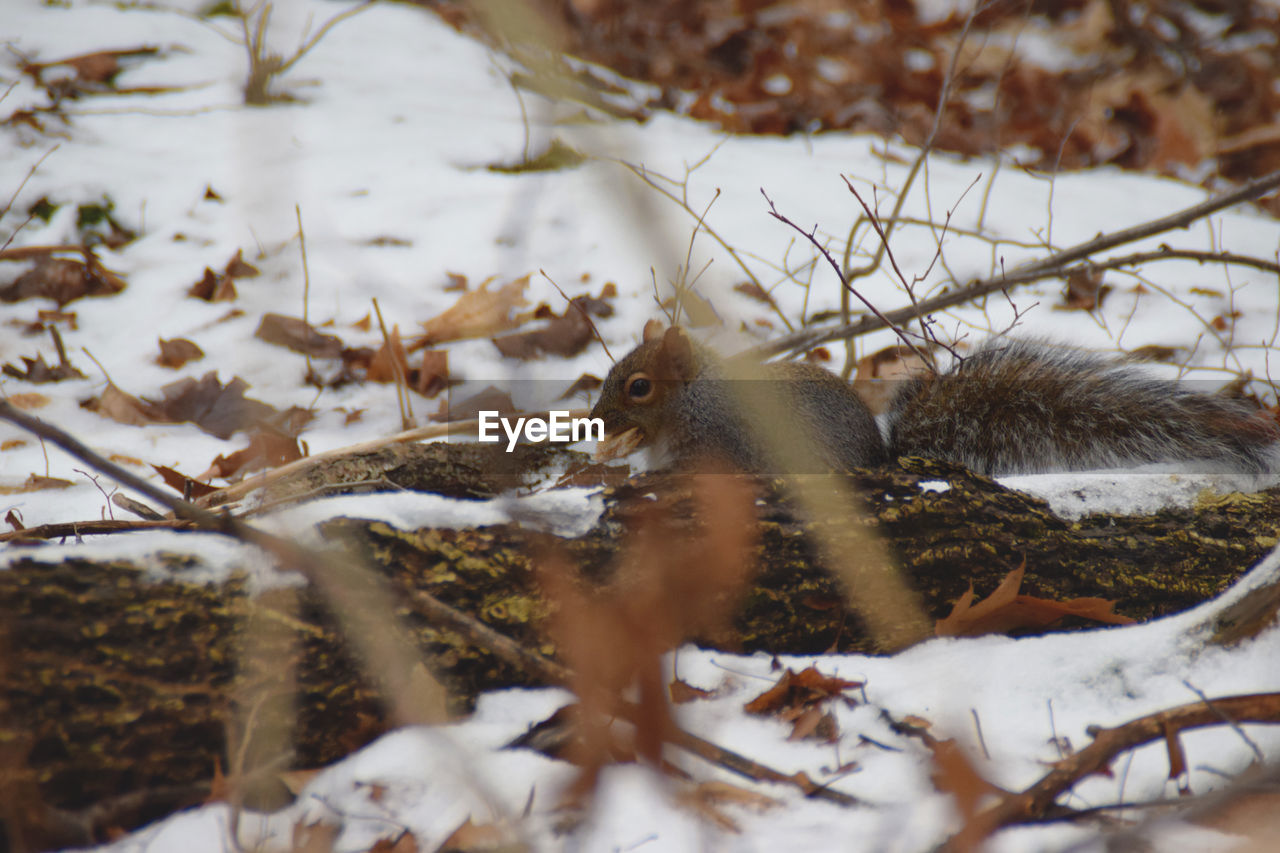 CLOSE-UP OF A BIRD ON SNOW COVERED FIELD