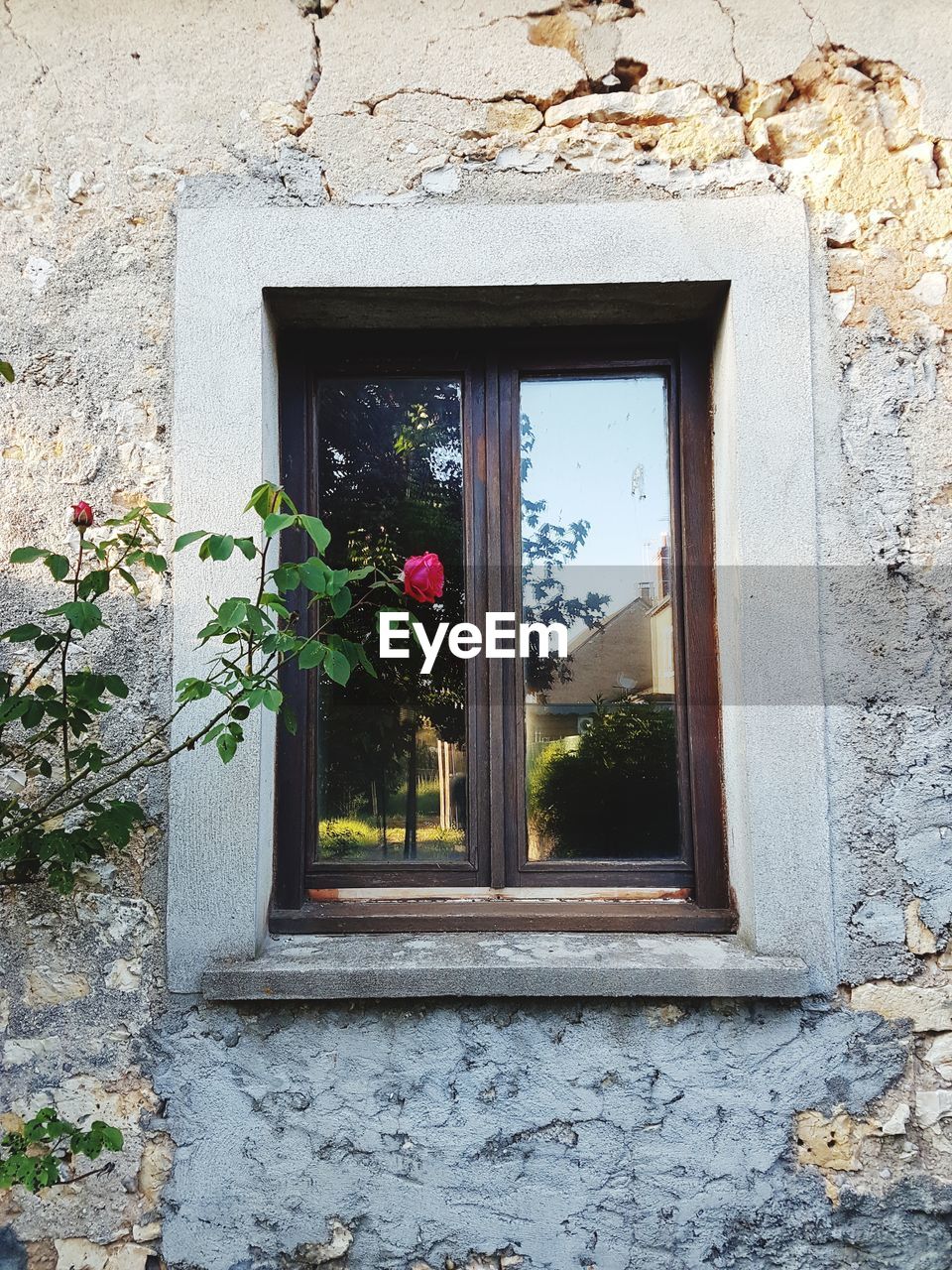 FLOWERS BLOOMING BY WINDOW