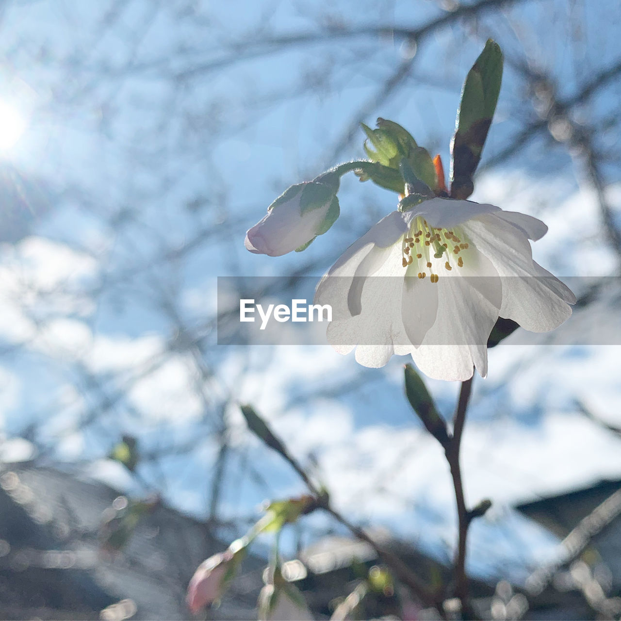 Close-up of white cherry blossom tree