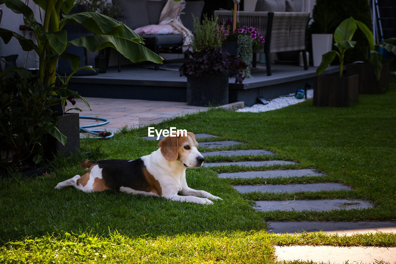 one animal, mammal, domestic animals, pet, dog, canine, animal themes, animal, plant, grass, front or back yard, nature, puppy, no people, flower, lawn, relaxation, green, architecture, day, beagle, outdoors, growth, backyard