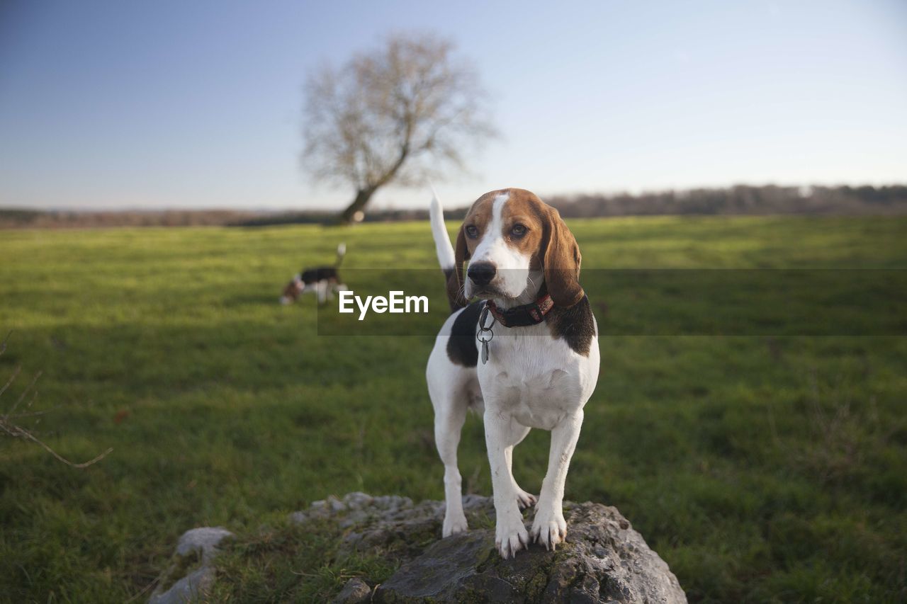 PORTRAIT OF DOG ON GRASSY FIELD