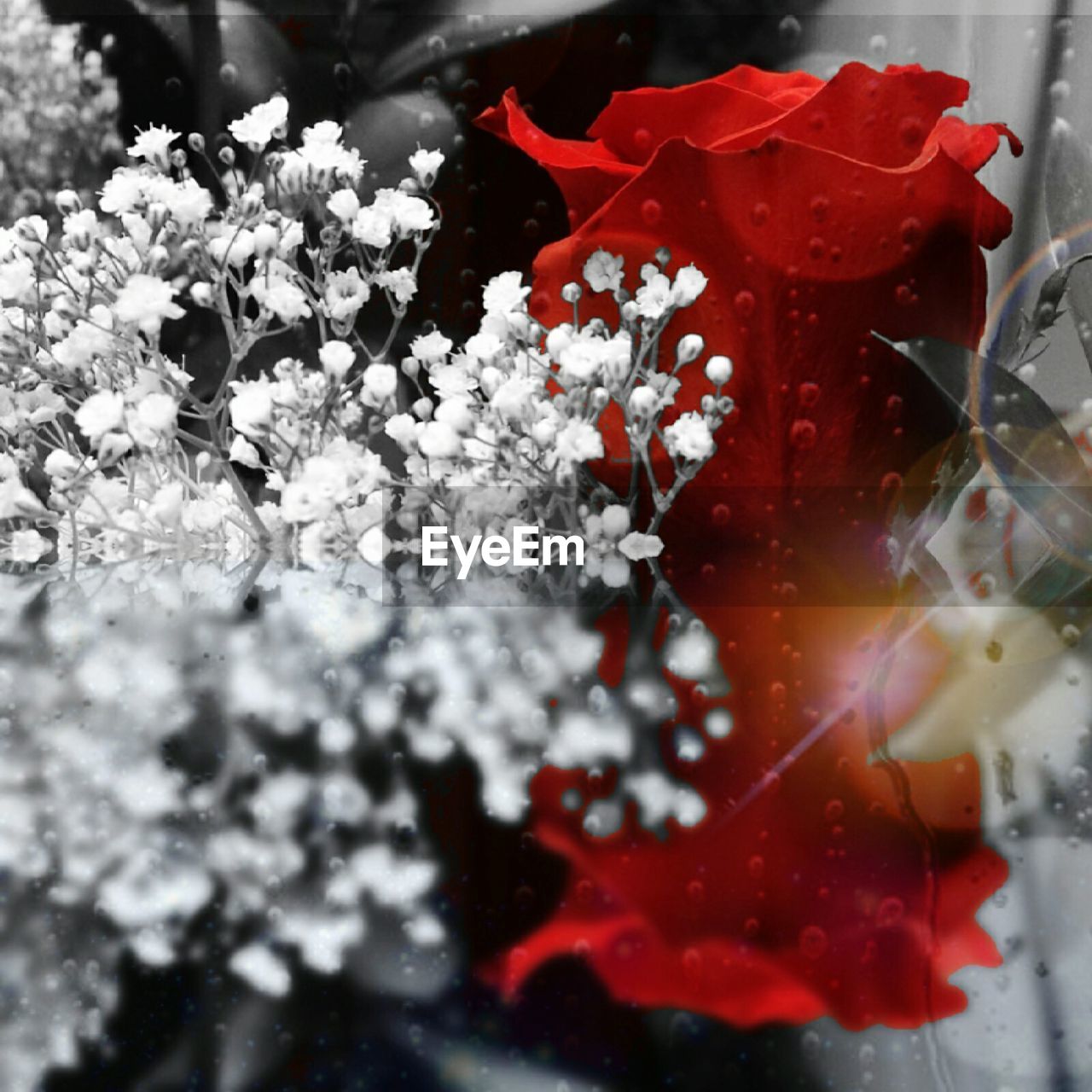 CLOSE-UP OF RED FLOWERS