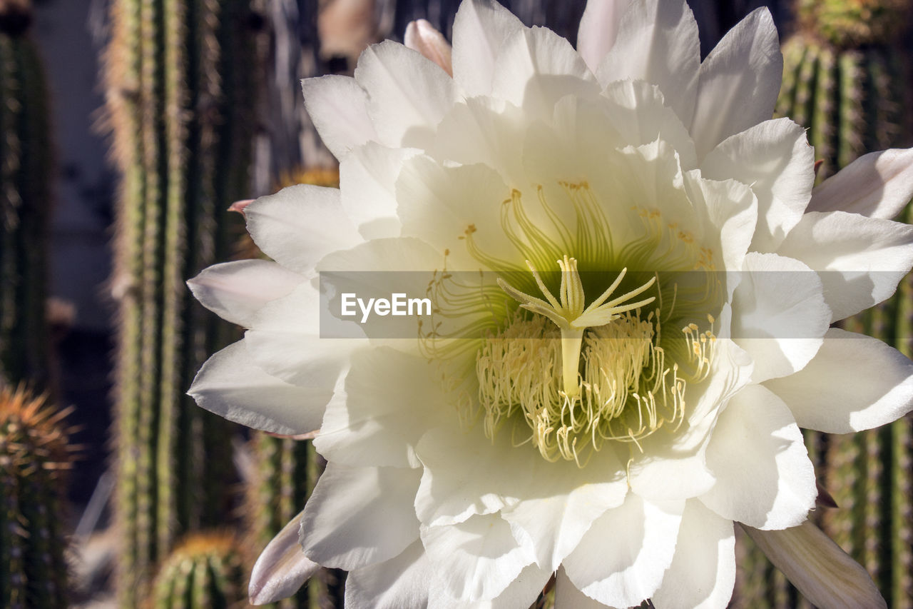 Close-up of white flowering plant