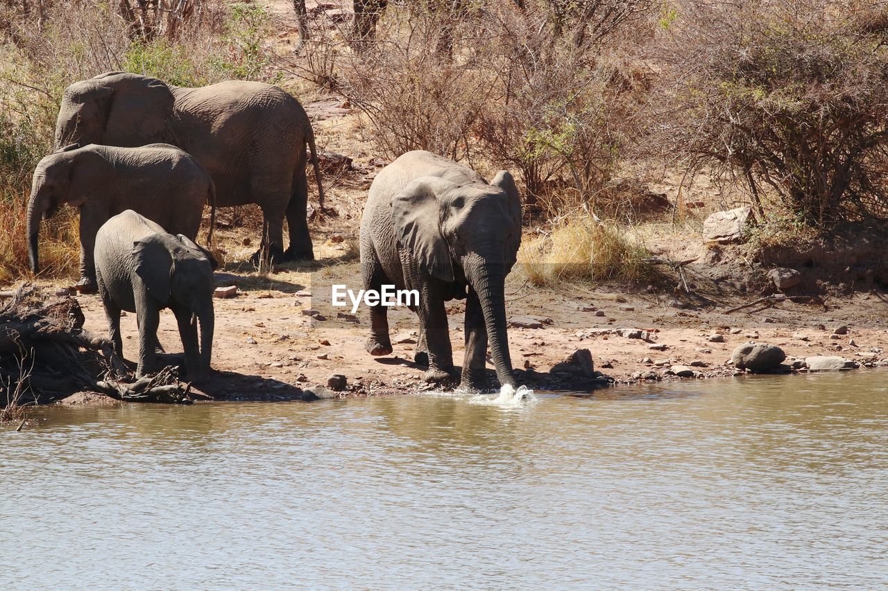VIEW OF ELEPHANT IN LAKE