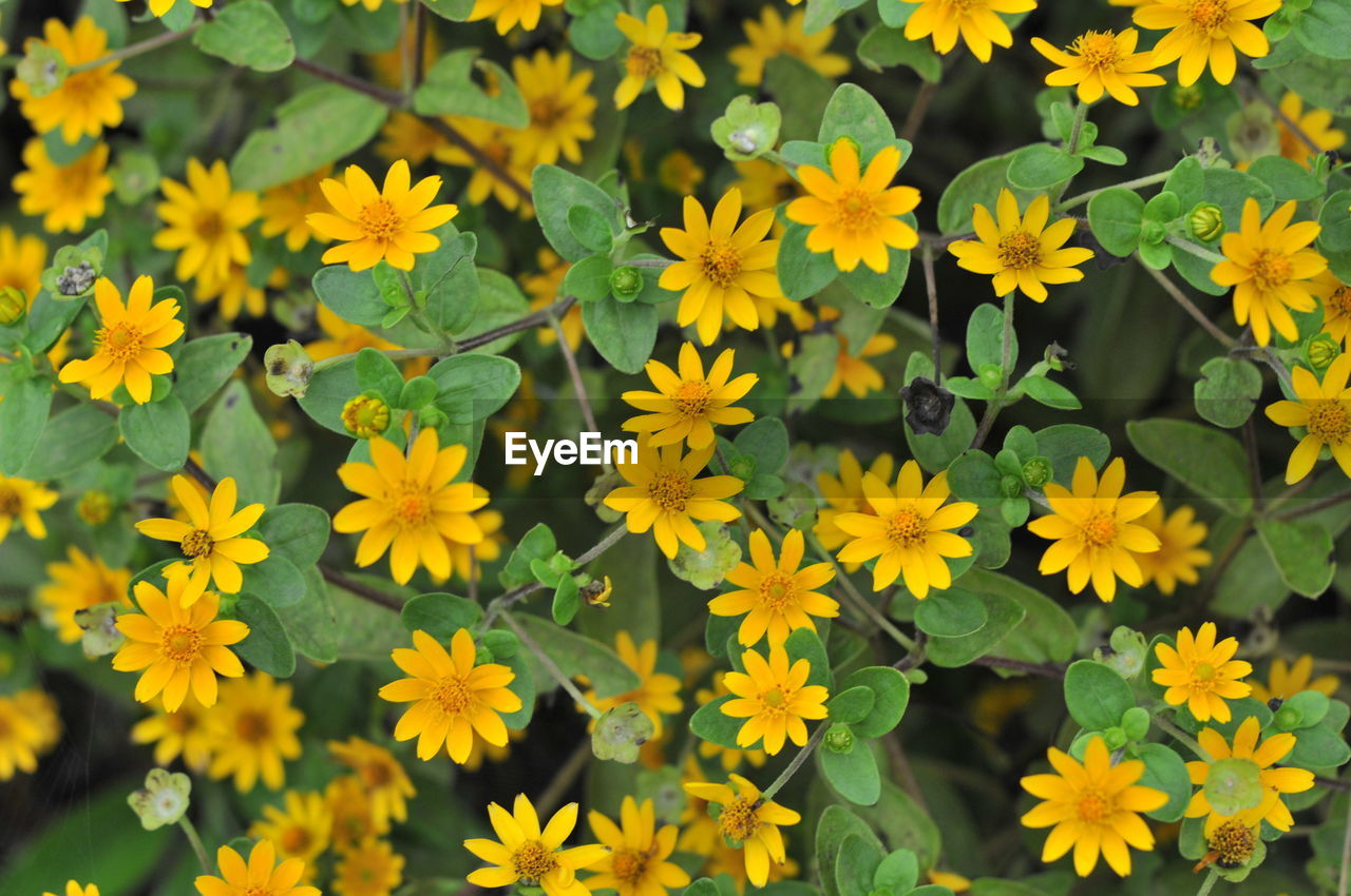 Close-up of yellow flowering plants