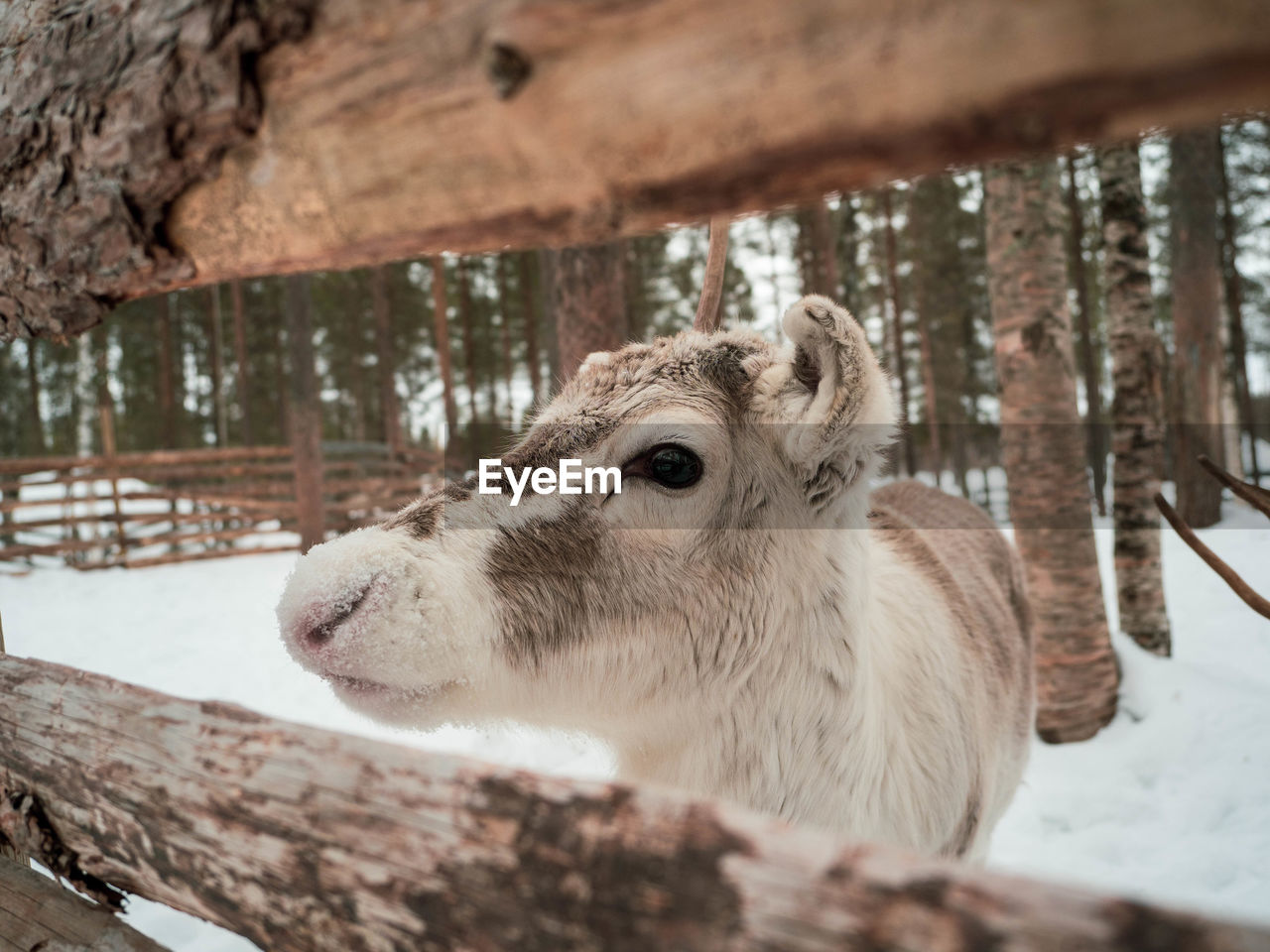 Small cute reindeer in lapland, finland