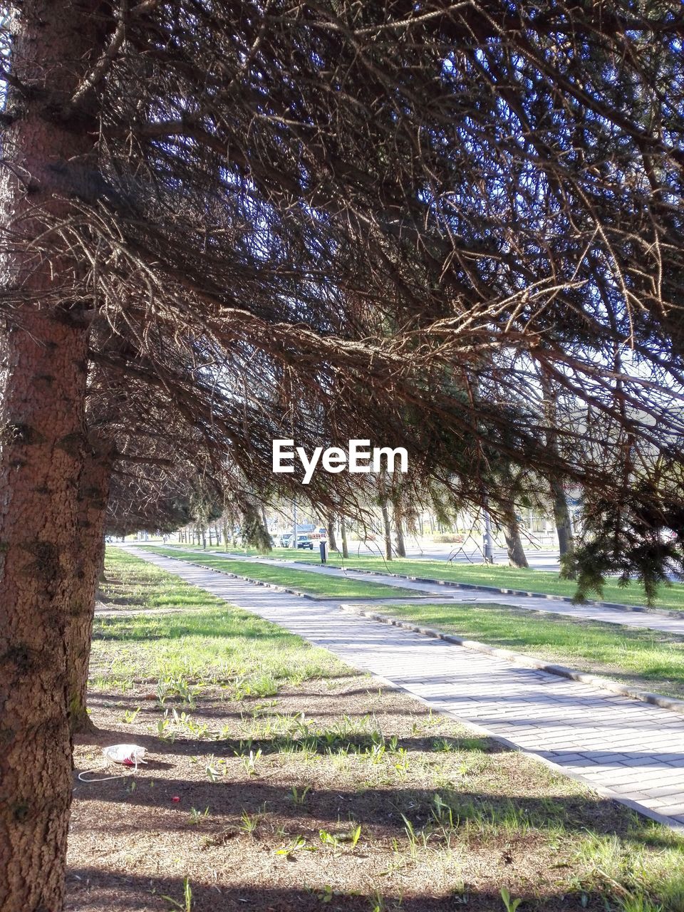 TREES ON GRASSY FIELD