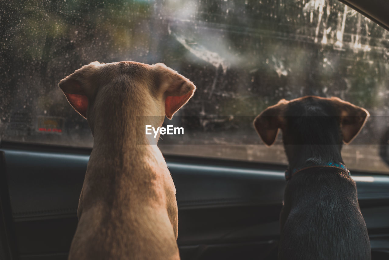 Rear view of dogs looking through car window