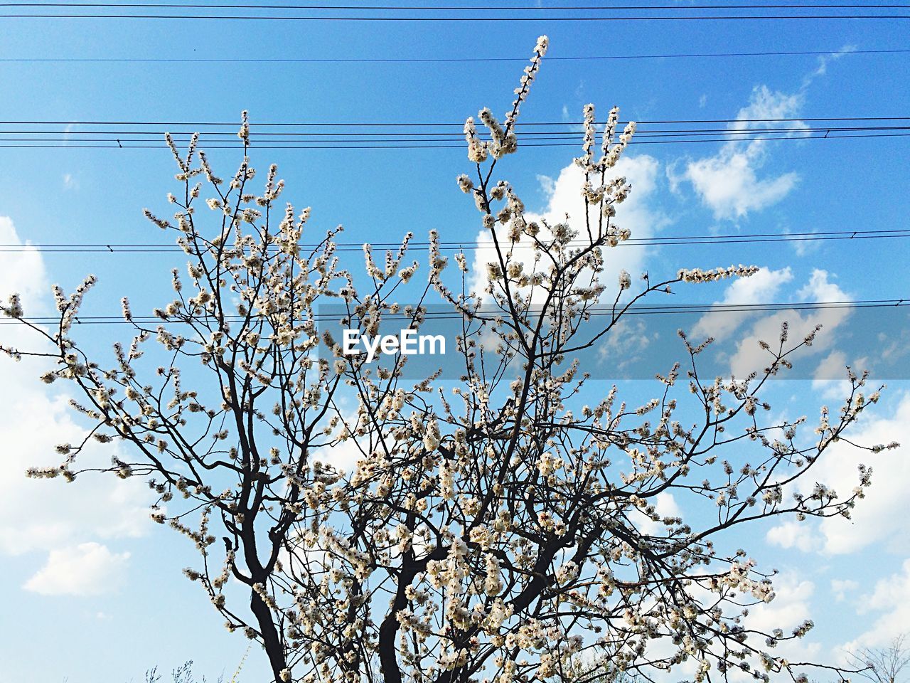 LOW ANGLE VIEW OF TREES AGAINST BLUE SKY