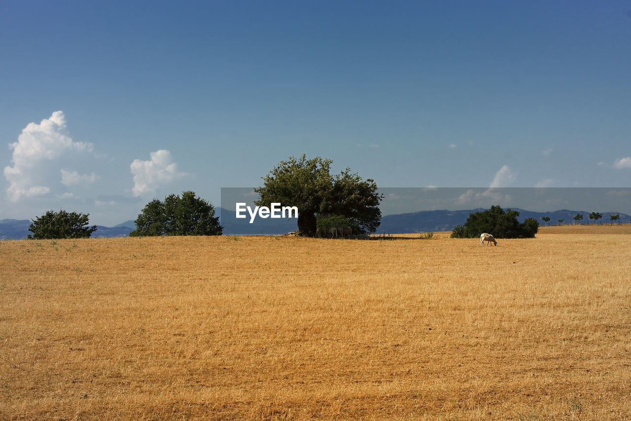 SCENIC VIEW OF FARM AGAINST SKY