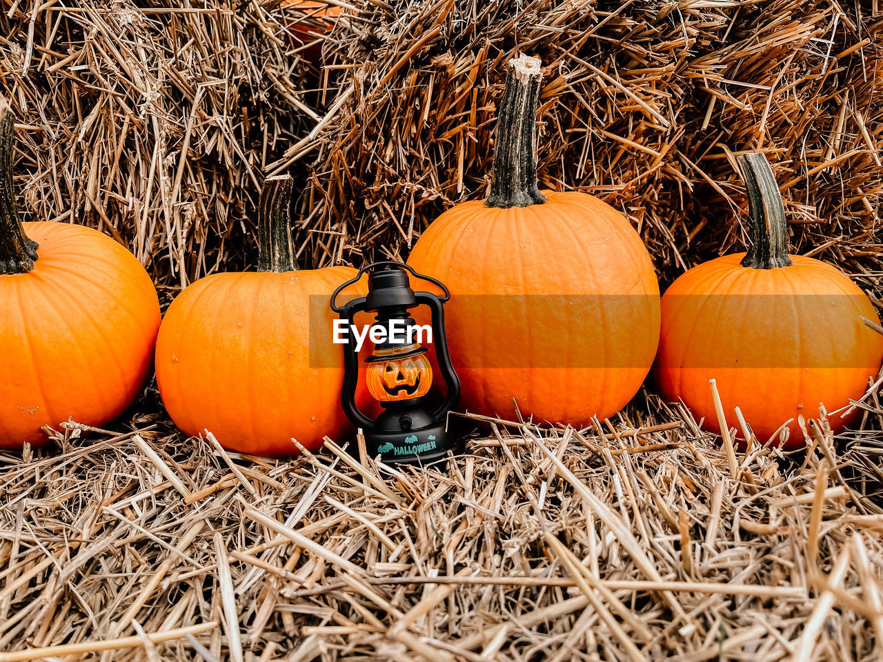 View of pumpkins on hay stack