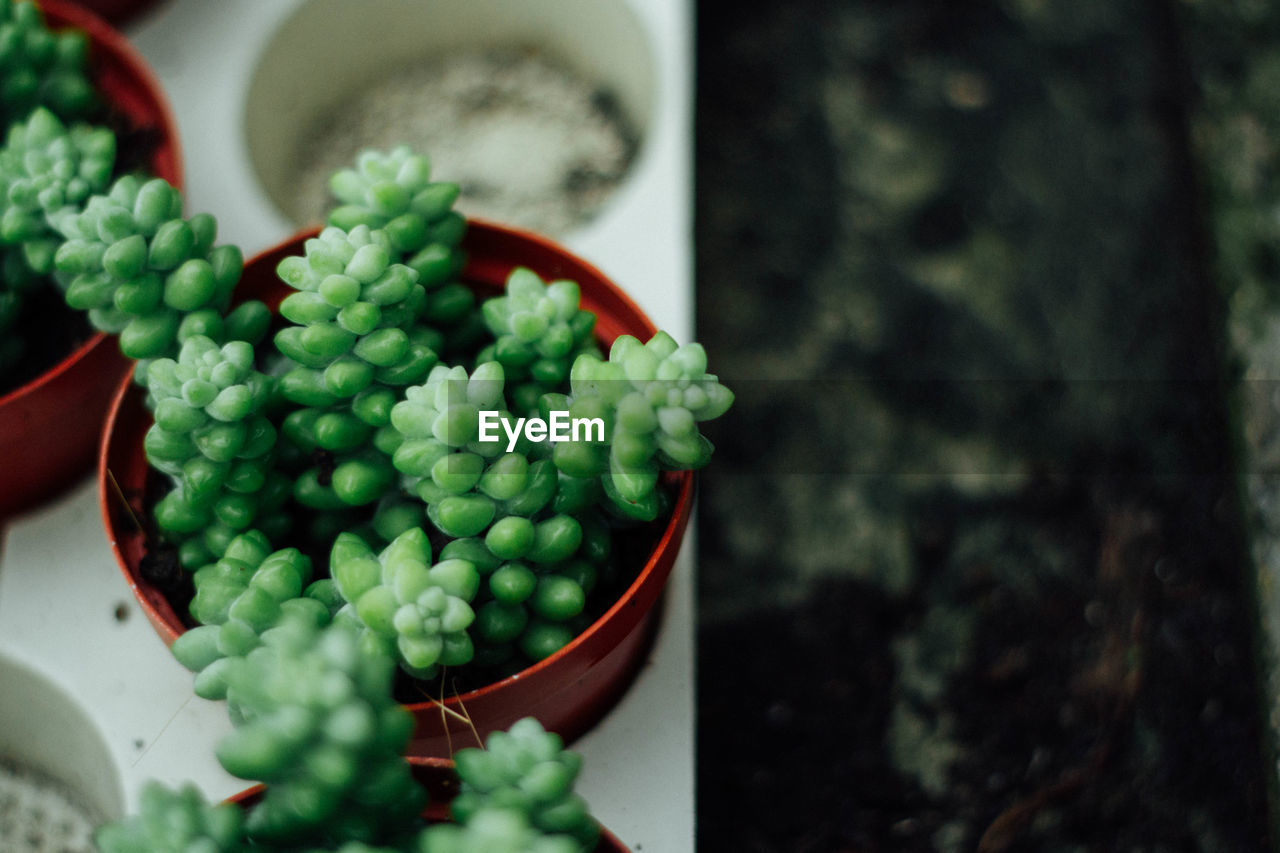 Overhead view of succulent plant