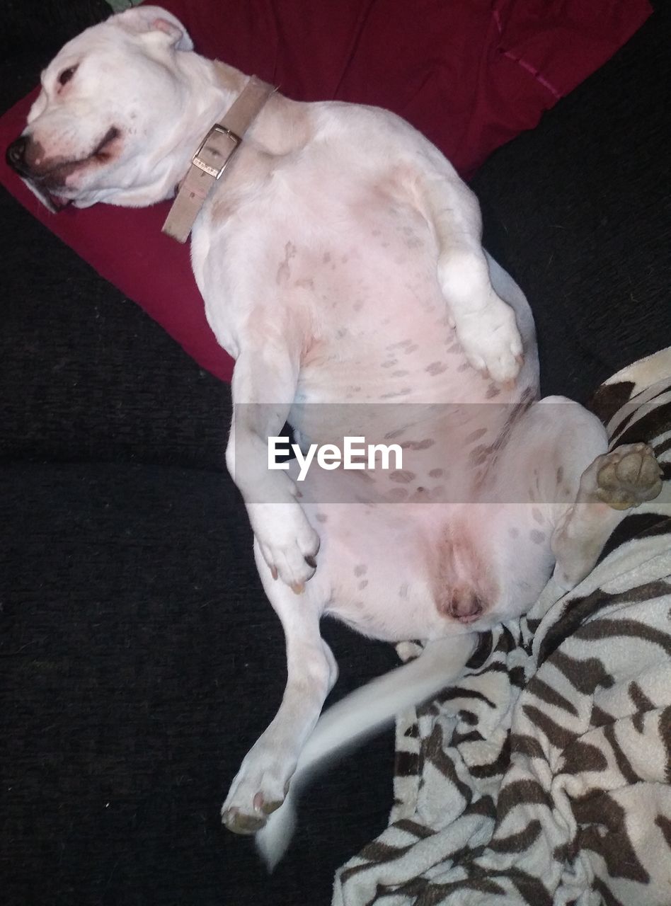 HIGH ANGLE VIEW OF DOG RESTING ON SOFA