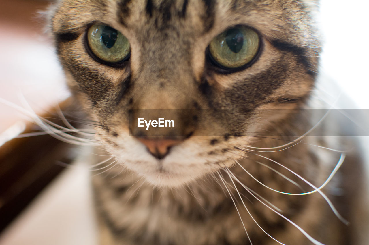 CLOSE-UP PORTRAIT OF CAT WITH EYES