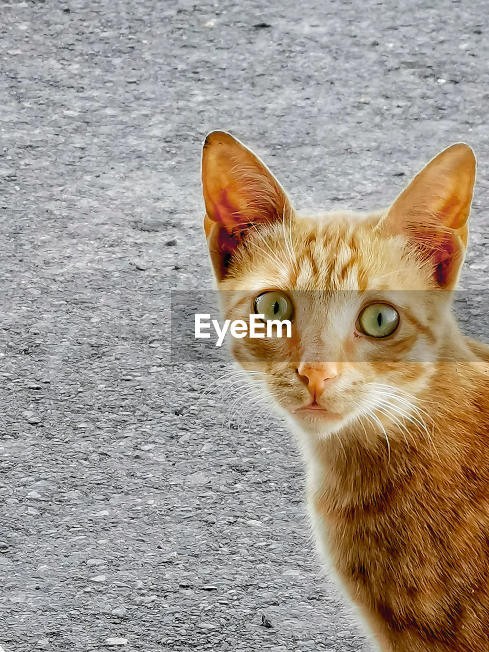 HIGH ANGLE VIEW PORTRAIT OF TABBY CAT ON STREET