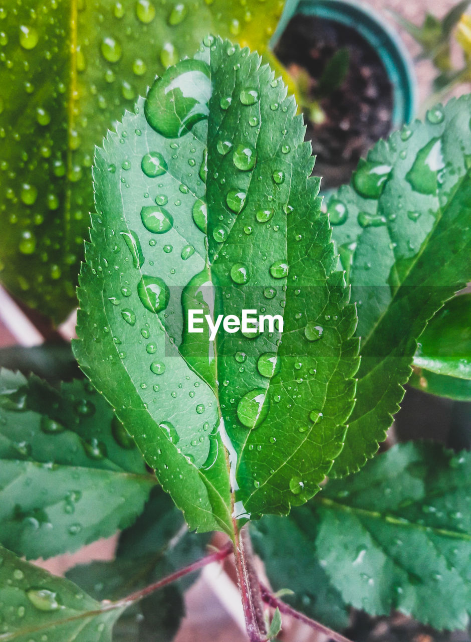 Apple tree leaves