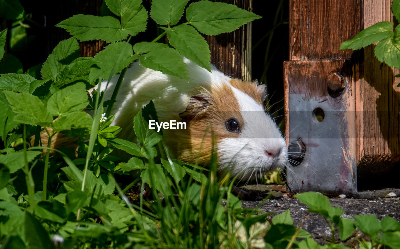 animal themes, animal, one animal, mammal, animal wildlife, rodent, pet, leaf, plant part, plant, grass, wildlife, nature, green, no people, hamster, domestic animals, flower, close-up, day, guinea pig, outdoors, portrait, garden, cute