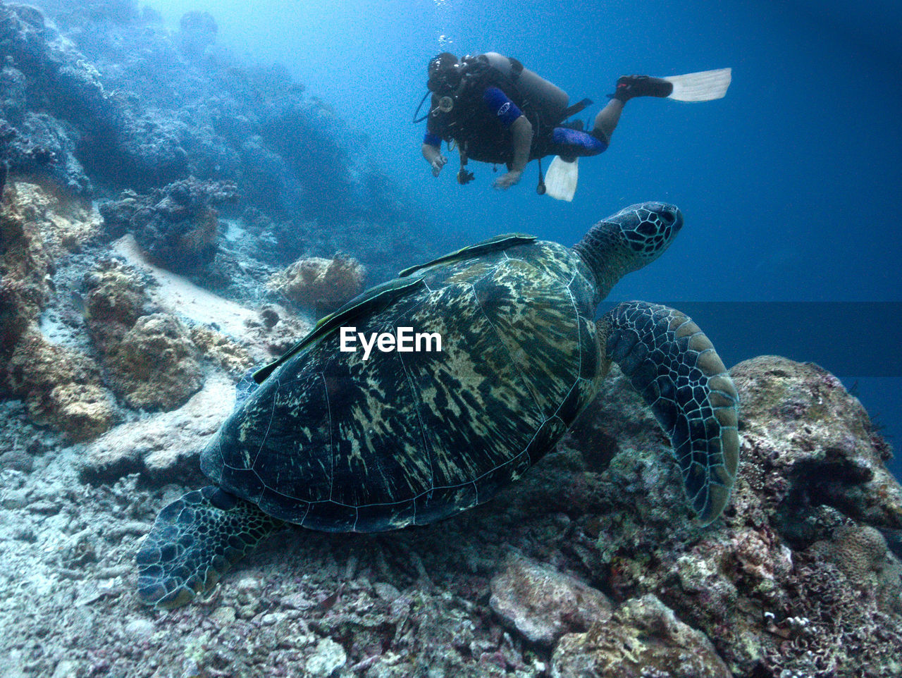 Scuba diver and green turtle