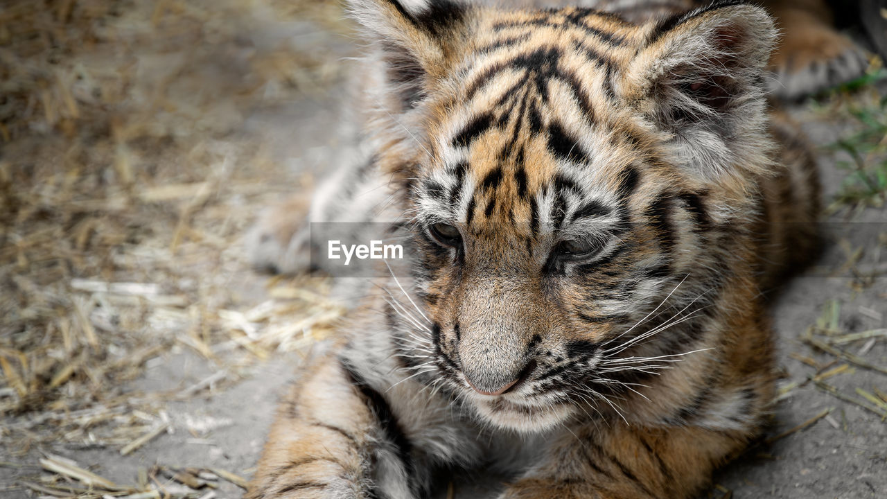 Close-up tiger cub