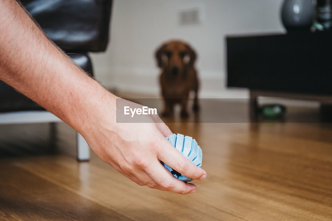 Cropped hand of man showing toy to dog standing on hardwood floor