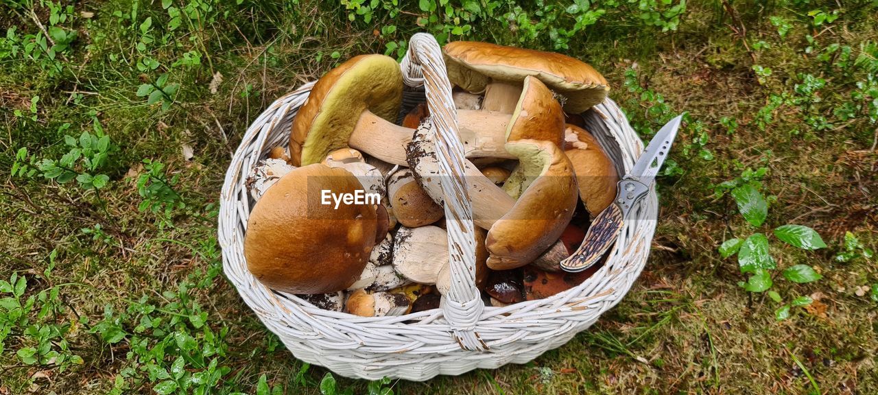 HIGH ANGLE VIEW OF MUSHROOM IN BASKET ON FIELD