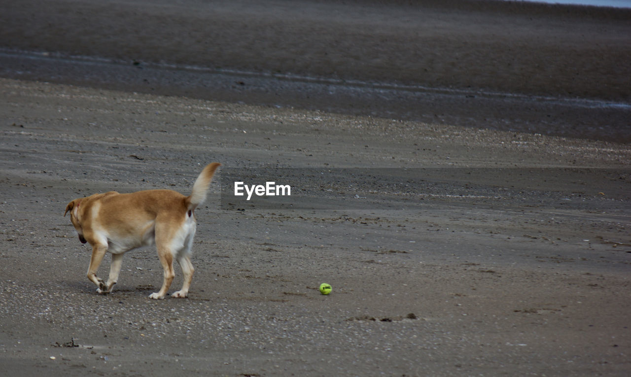 VIEW OF DOG WALKING ON ROAD ALONG SIDE