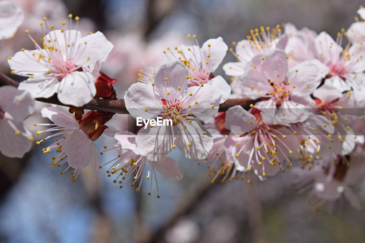 Close-up of cherry blossoms blooming on tree