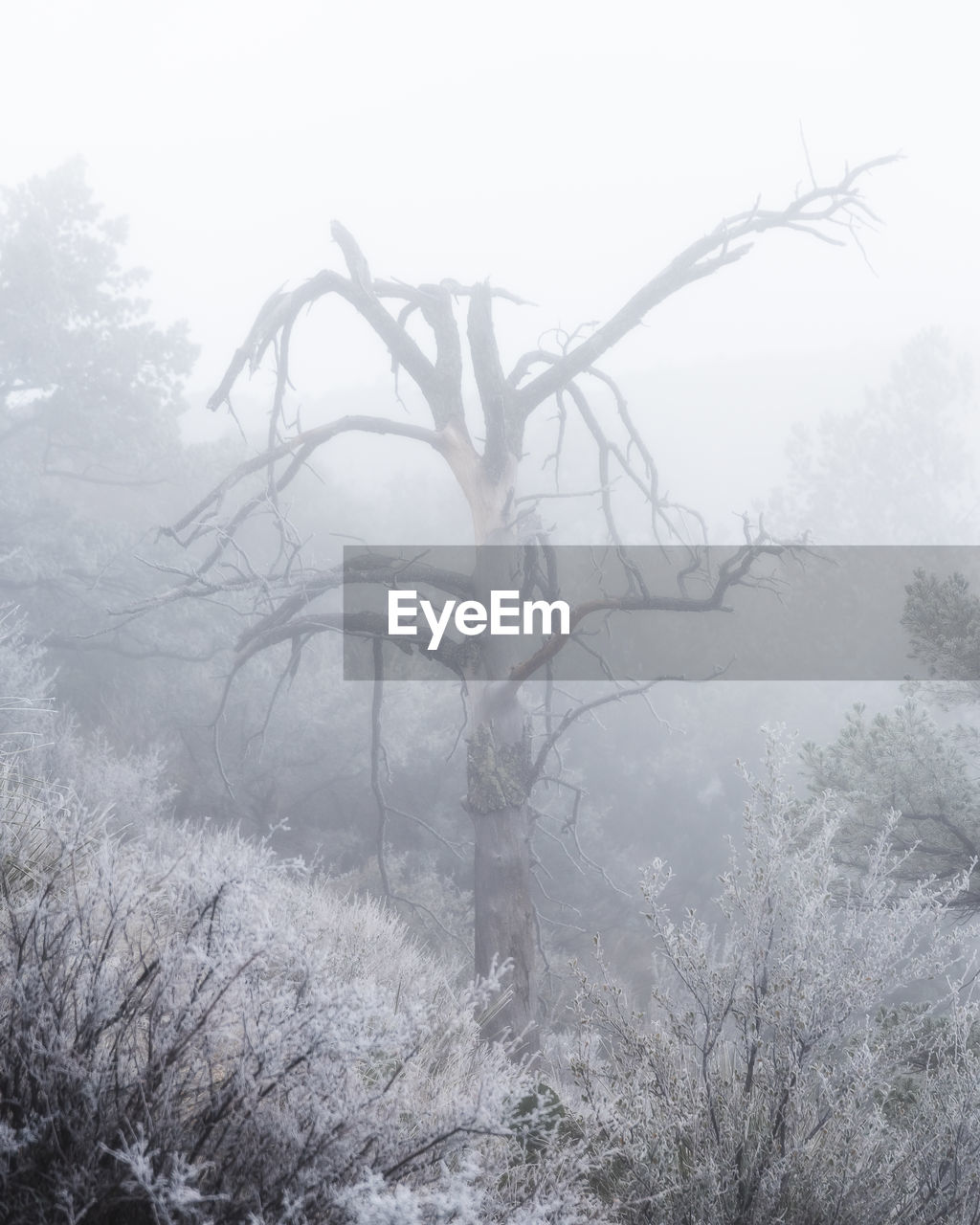 Trees in forest during foggy weather