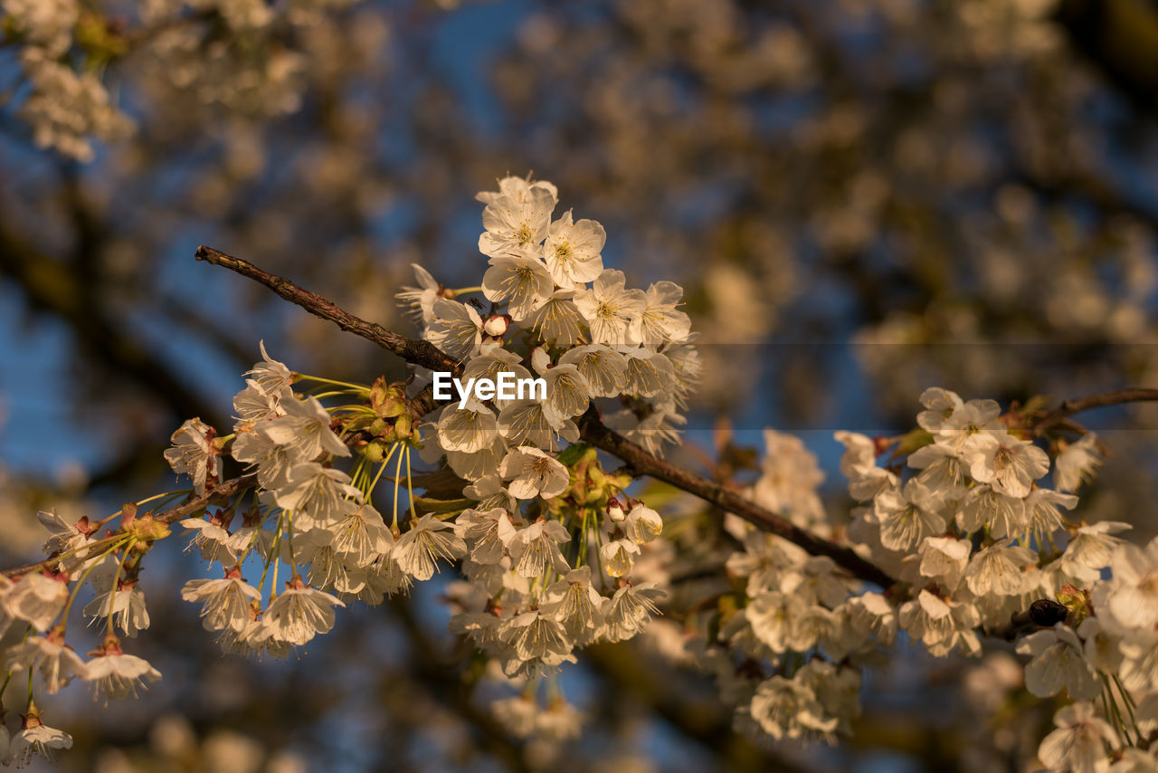 Close-up of cherry blossoms on branch