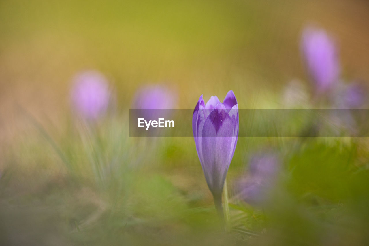 CLOSE-UP OF PURPLE CROCUS