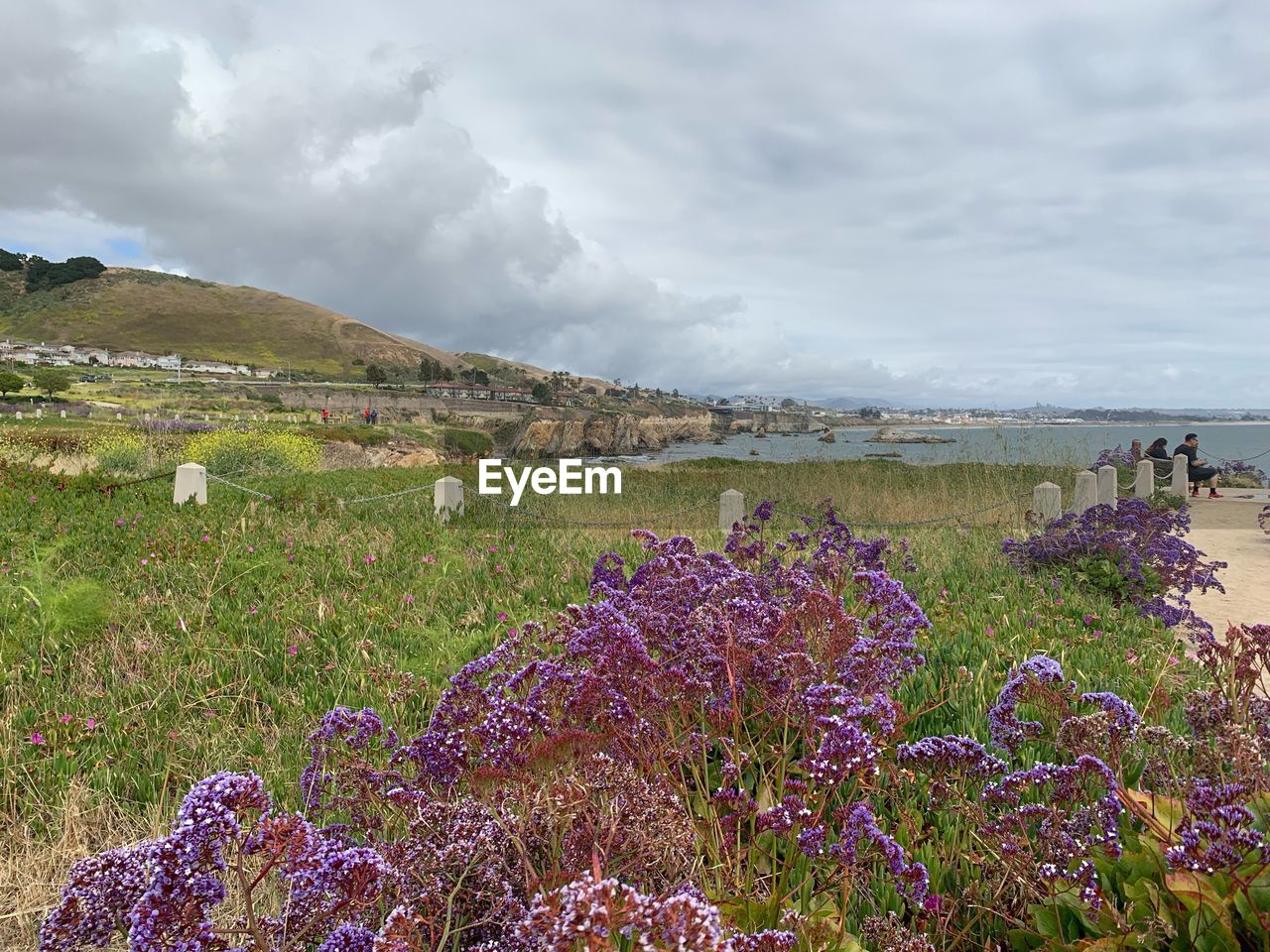 PURPLE FLOWERING PLANTS ON FIELD AGAINST SKY