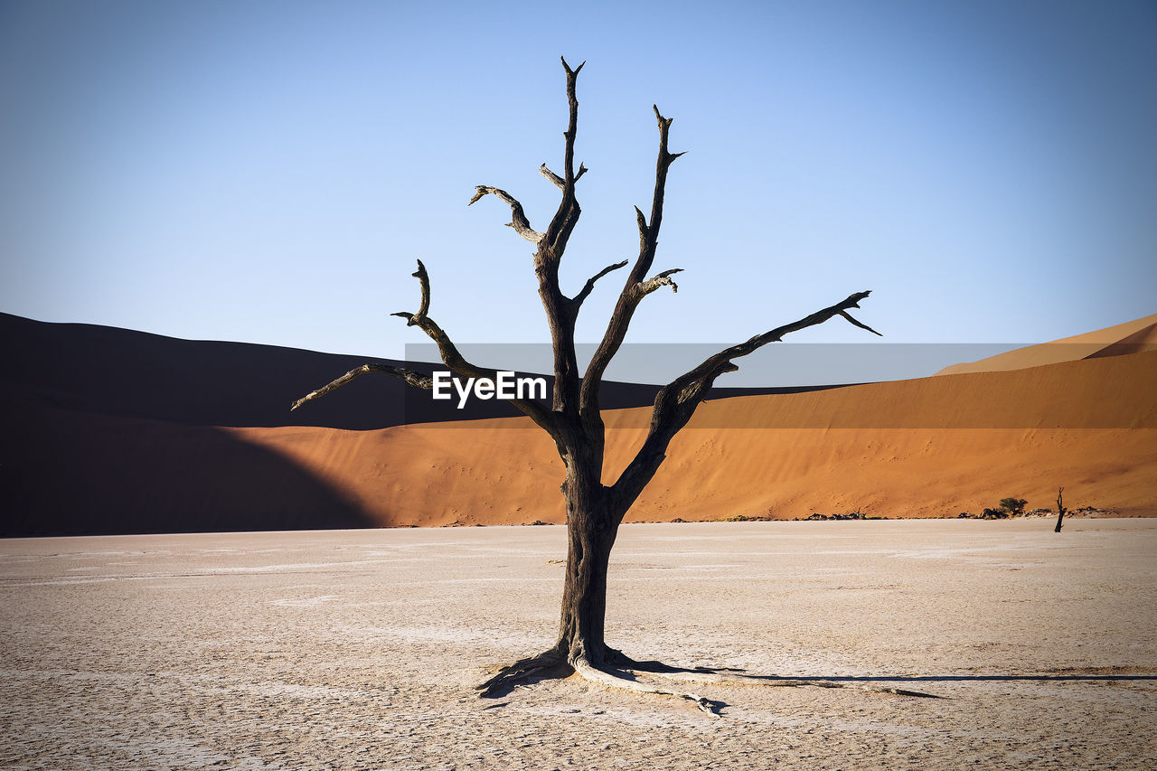 Bare tree at namib desert