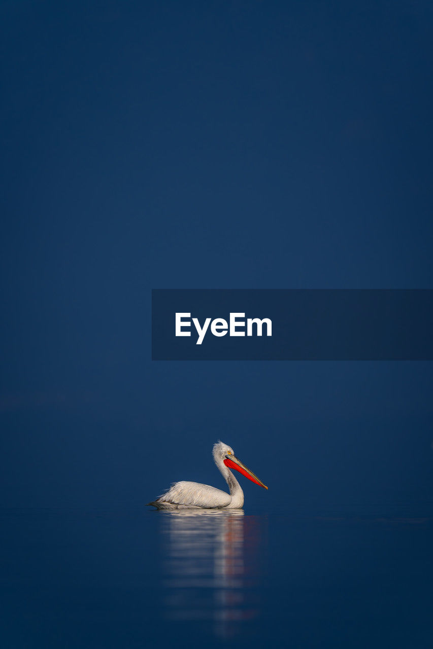 low angle view of bird flying against clear blue sky