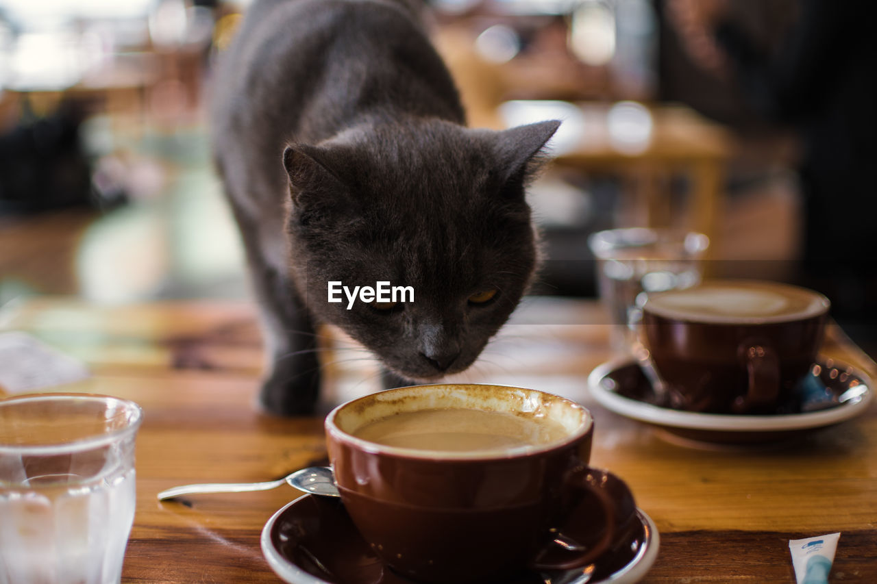 CAT DRINKING COFFEE CUP AND TABLE