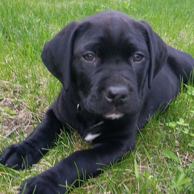 PORTRAIT OF DOG ON GRASSY FIELD