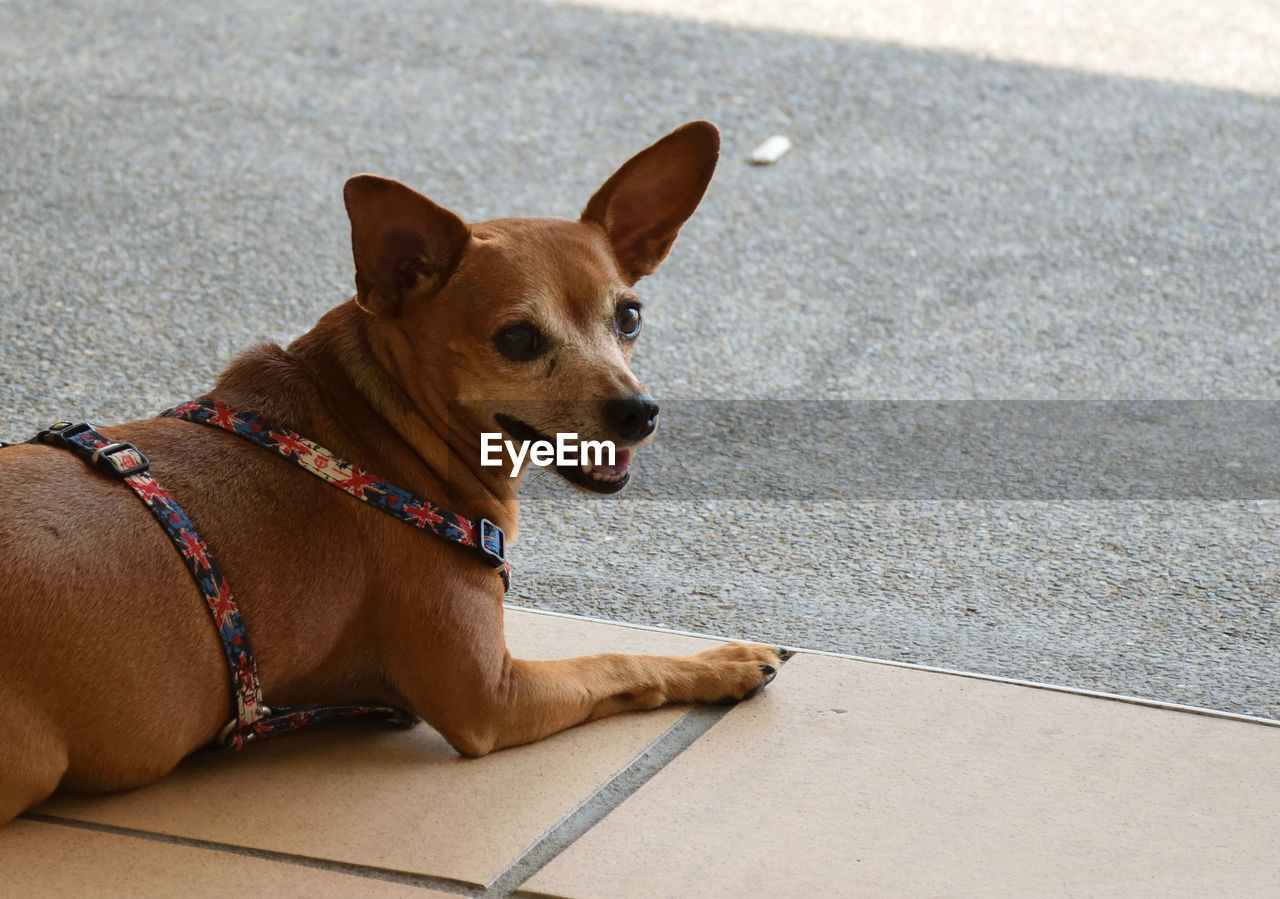 Portrait of dog looking away