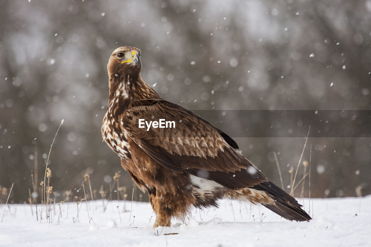 Golden eagle, aquila chrysaetos, perched in the snow on a forest floor under a snowfall