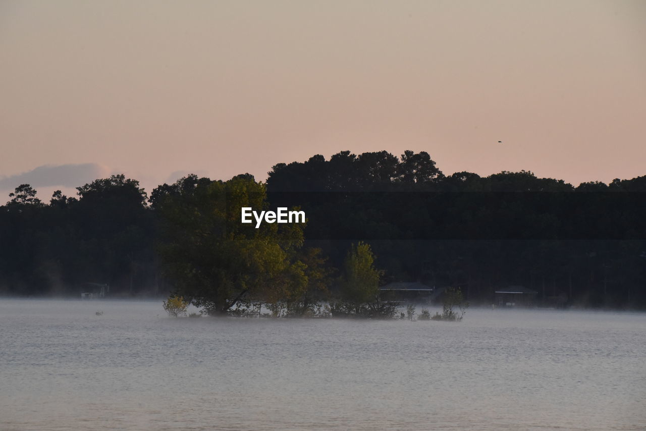 TREES AGAINST CLEAR SKY DURING SUNSET