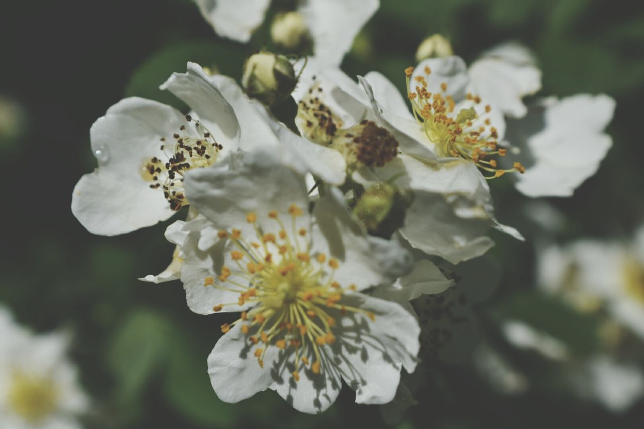 CLOSE-UP OF WHITE FLOWERS BLOOMING OUTDOORS