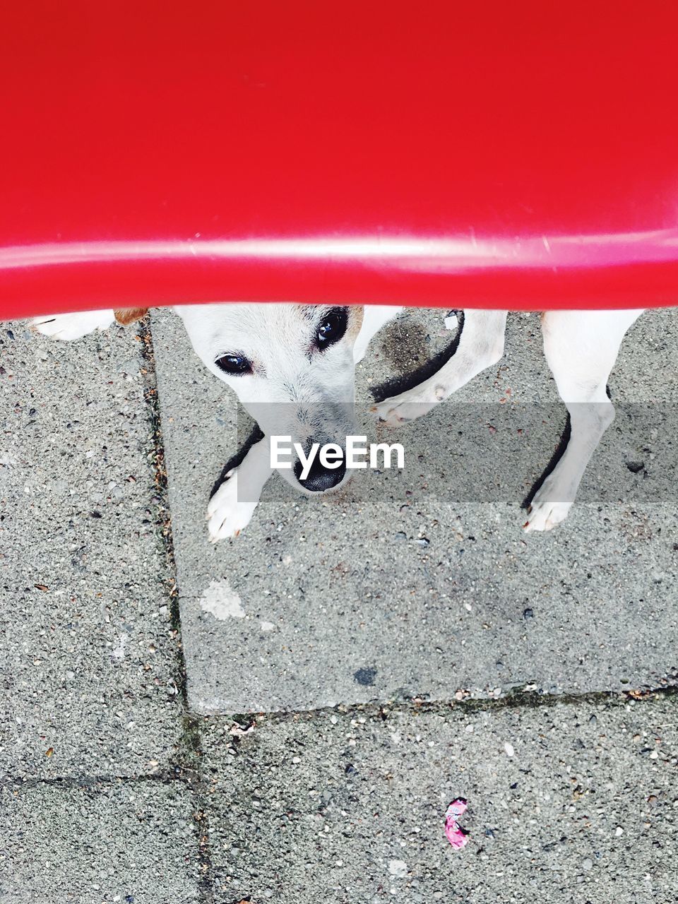 LOW SECTION OF DOG STANDING ON STREET