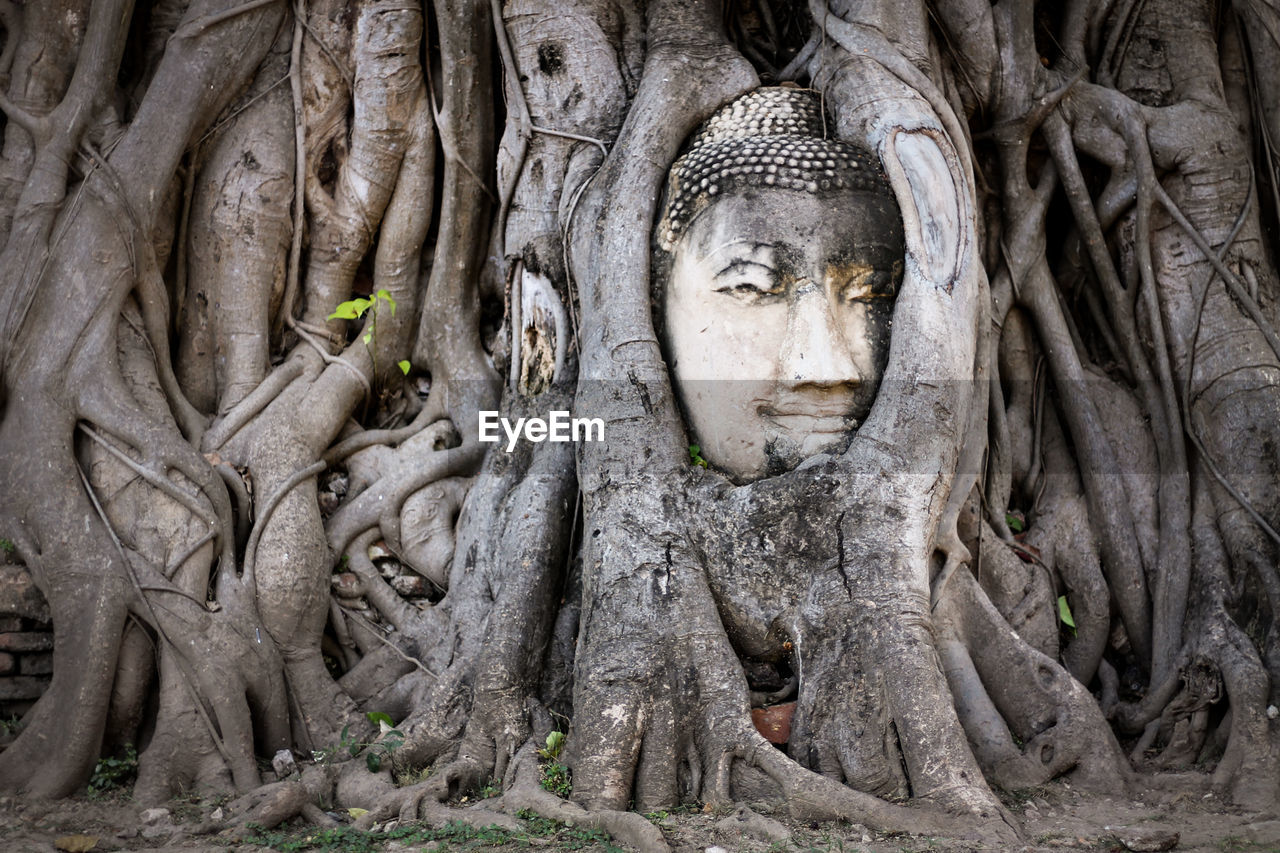 Buddha head embedded in a banyan tree at wat mahathat in ayutthaya thailand