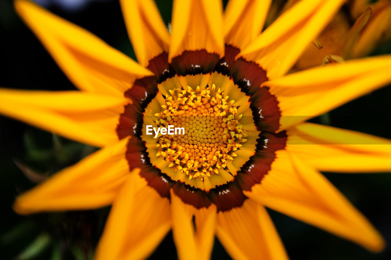 CLOSE-UP OF YELLOW FLOWER ON POLLEN