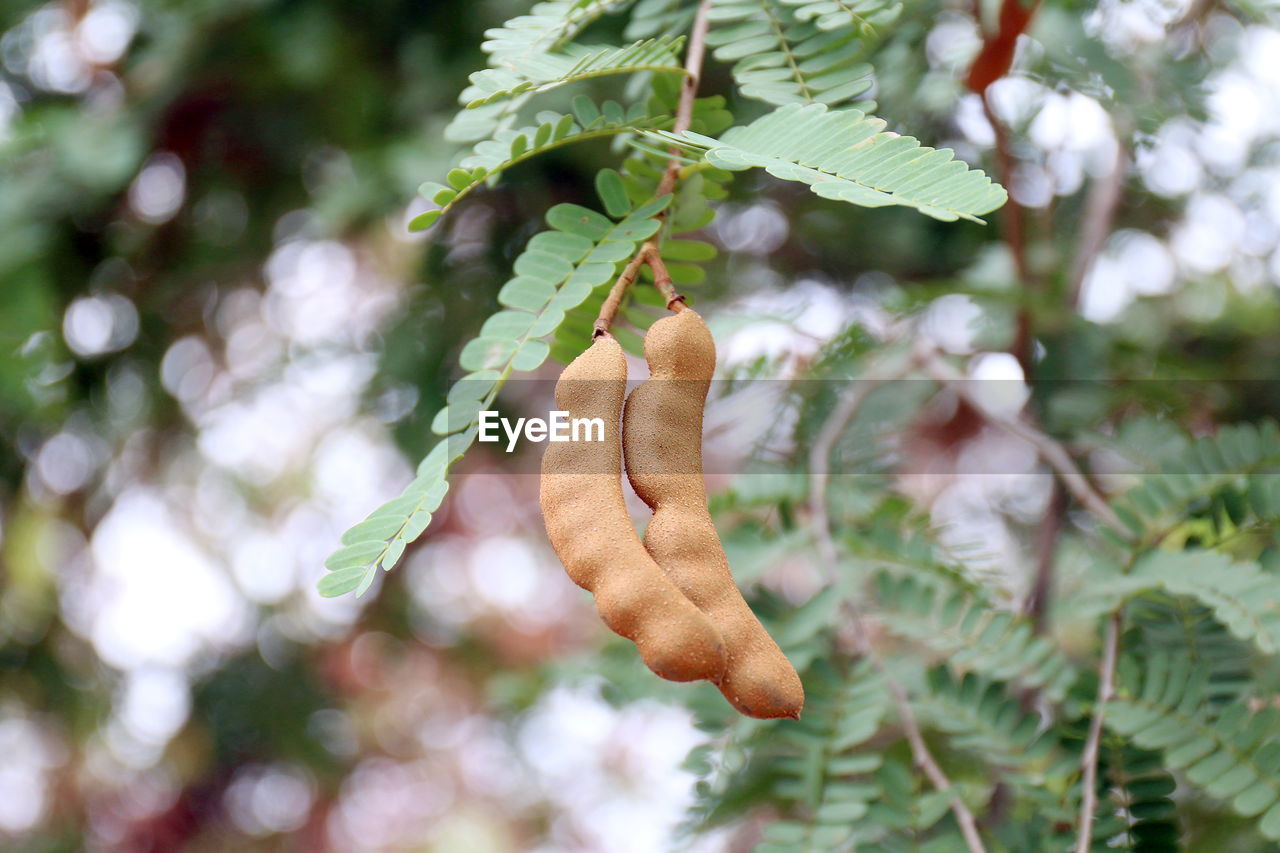 CLOSE-UP OF LEAVES ON PLANT