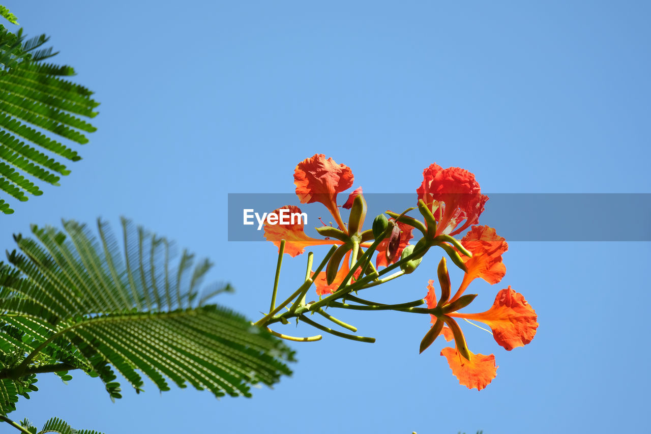 Low angle view of orange flowering plant against clear blue sky