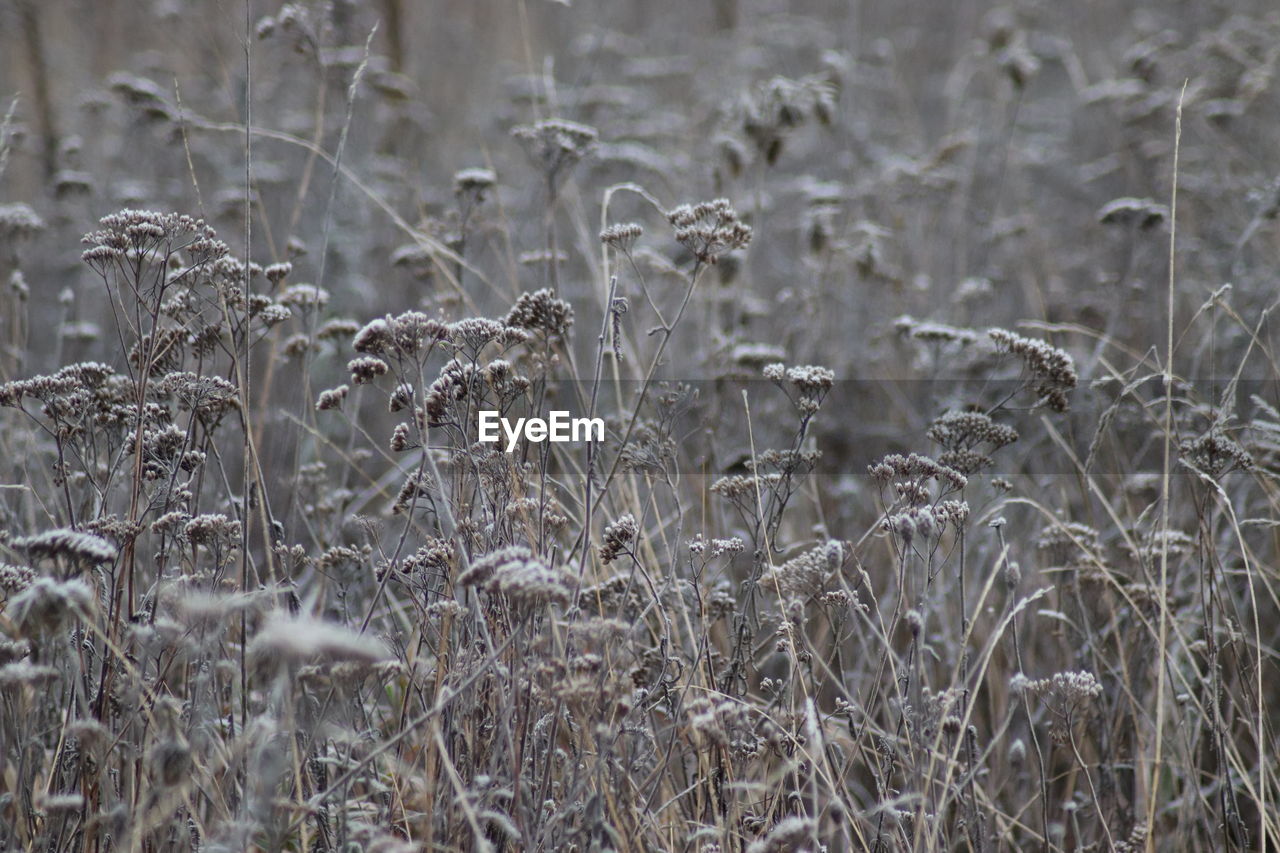 Close-up of stalks in field