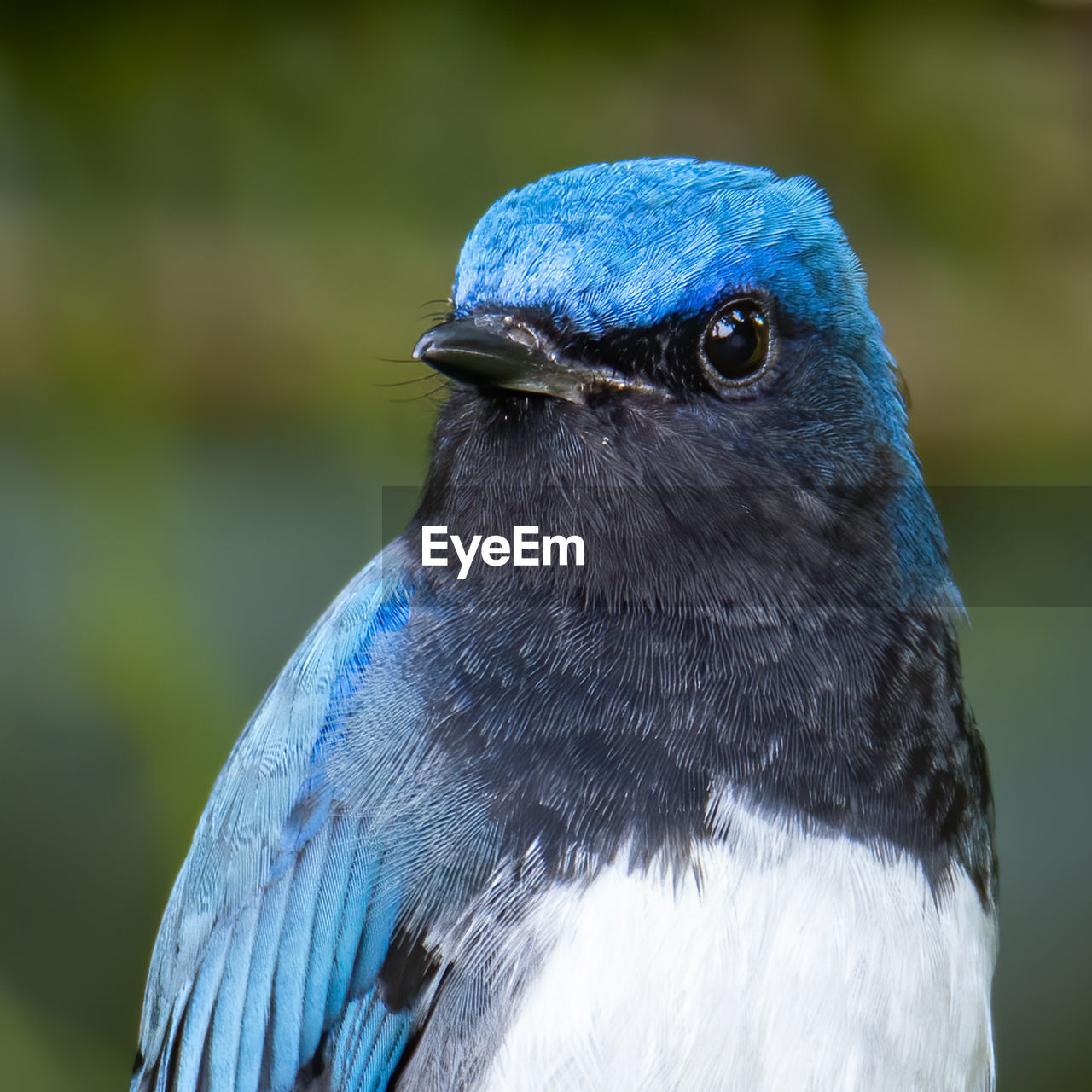 CLOSE-UP OF A PARROT