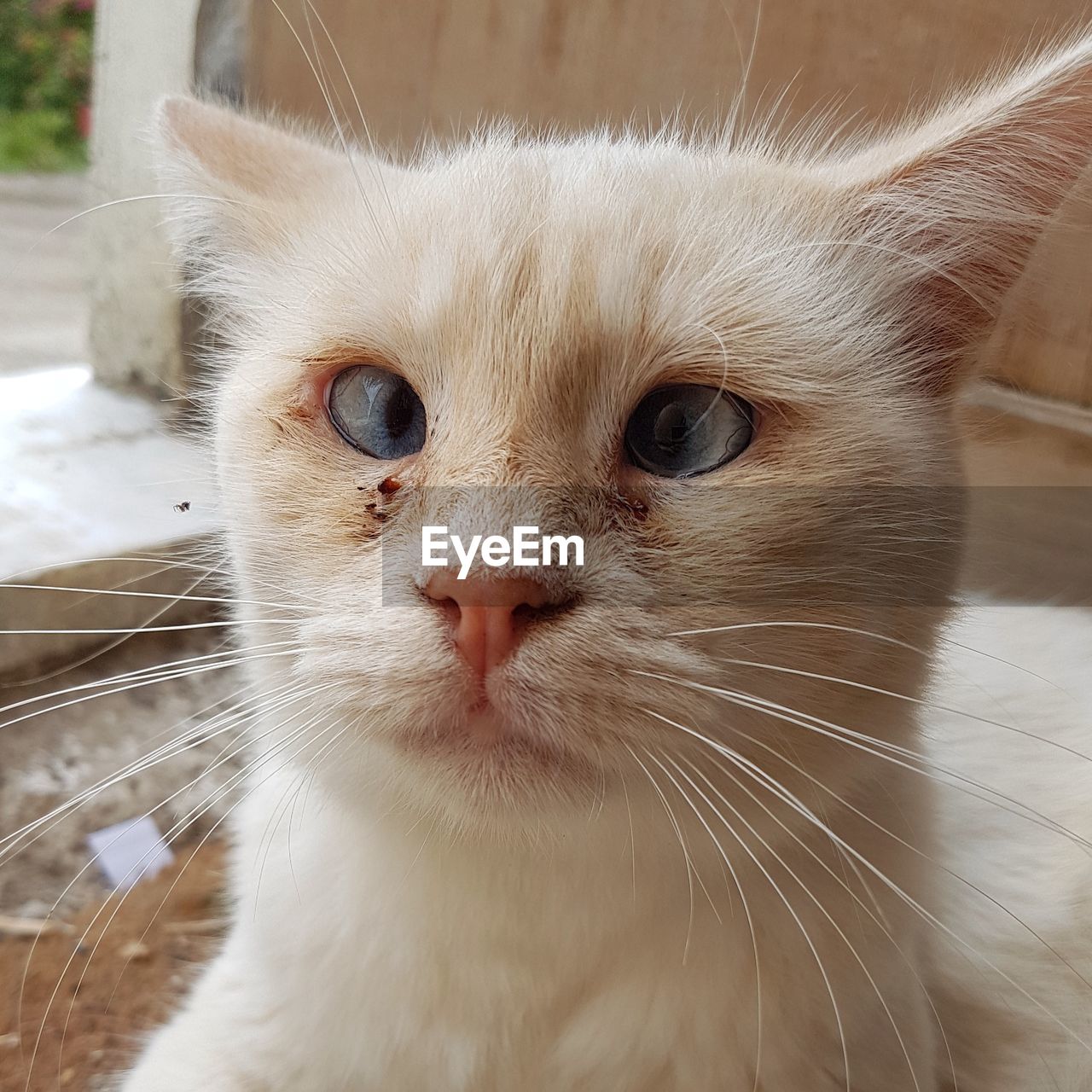 CLOSE-UP PORTRAIT OF CAT