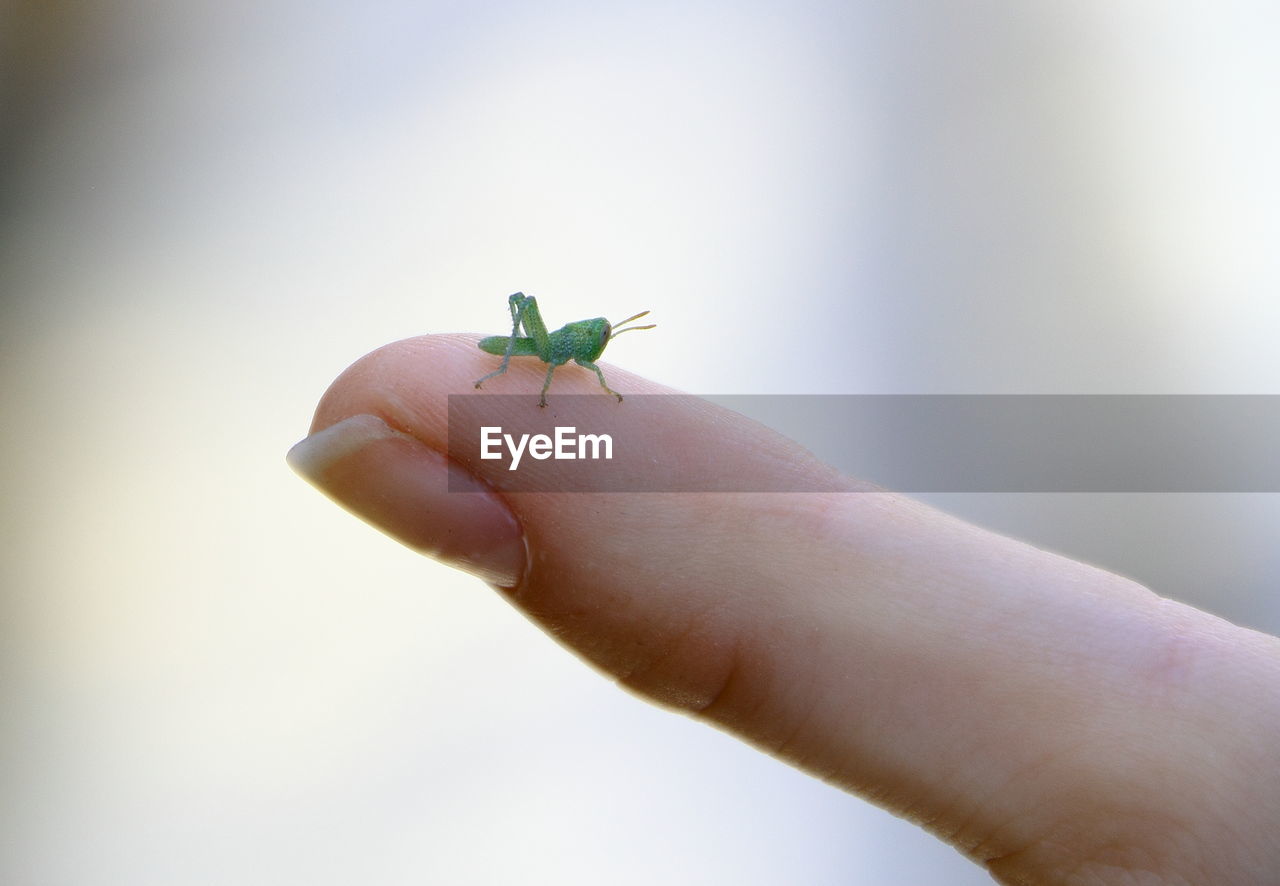 CLOSE-UP OF LADYBUG ON FINGER