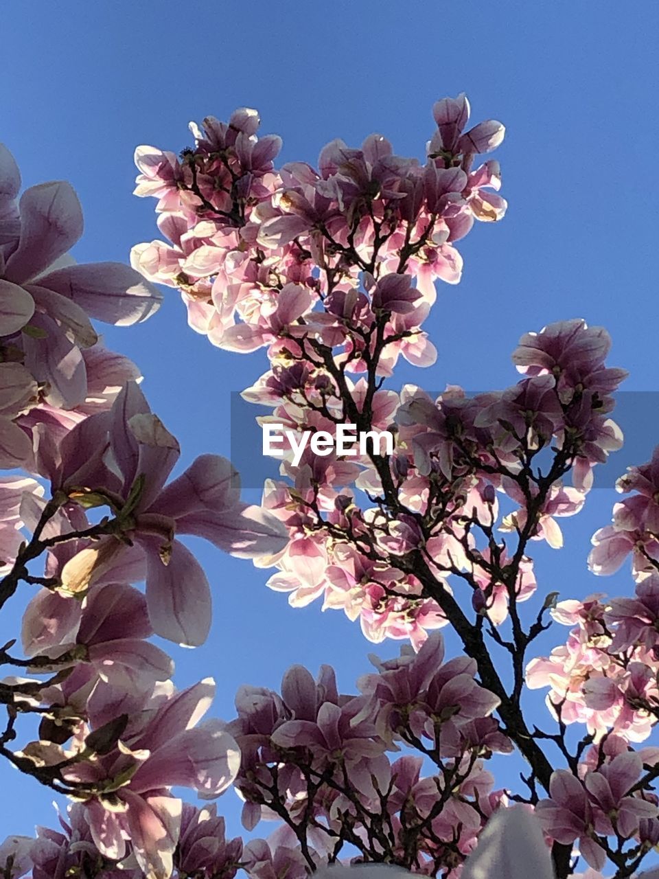 Low angle view of pink cherry blossoms in spring