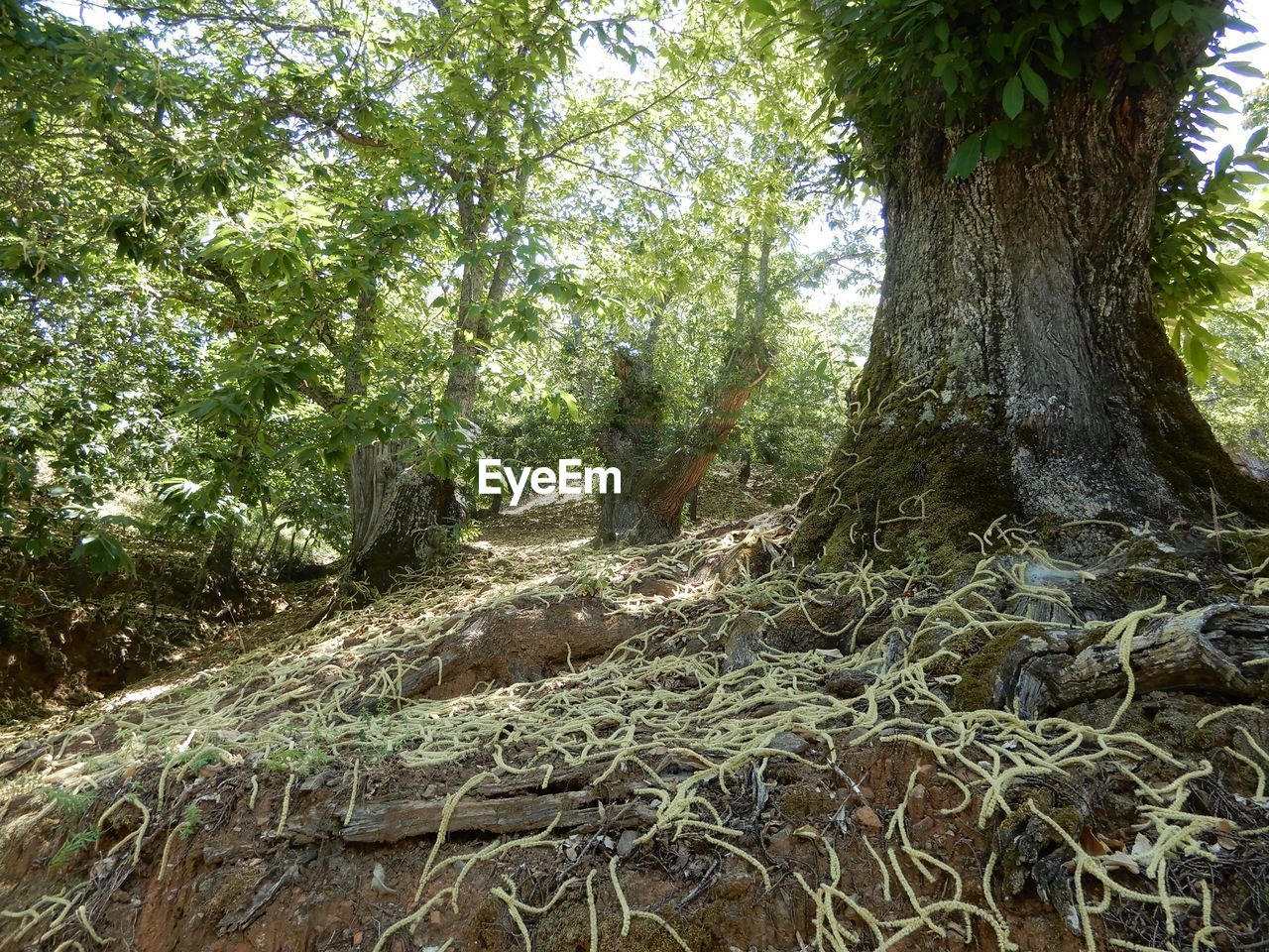 SCENIC VIEW OF TREES IN FOREST